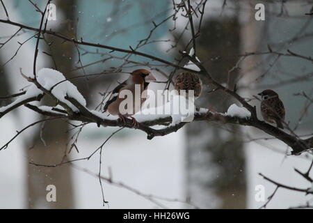 Brawn in grande di colore bianco con strisce sulle ali nere crossbill in compagnia sparrow fredda giornata invernale Foto Stock