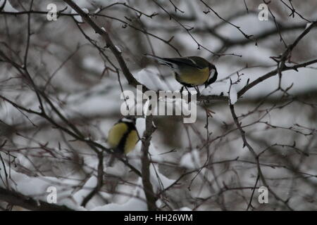 Paio di verde vivace tomtits giocare su birch in inverno nevoso giorno freddo Foto Stock