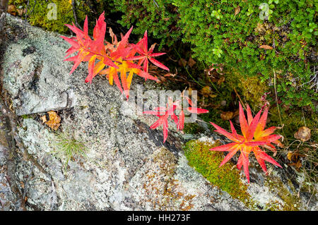 Piccola foglia rossa piante crescere accanto a una pietra coperto di licheni e muschi e verde muschio Foto Stock