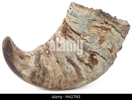 Corno di bufalo indiano di acqua su sfondo bianco Foto Stock