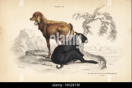 Il Nepal capra, Capra hircus nepalensis, e capra egiziano, Capra nubiana. Acciaio Handcolored incisione di Lizars dopo una illustrazione di James Stewart da William Jardine naturalista della biblioteca, Edimburgo, 1836. Foto Stock