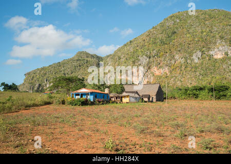 Fattoria di tabacco in Vinales Cuba Foto Stock