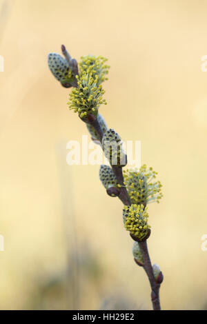 Salice strisciante (Salix repens) Foto Stock