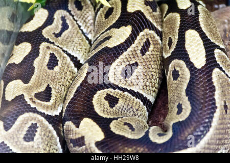 Foto di vera e propria boa snake python la texture della pelle vicino fino Foto Stock