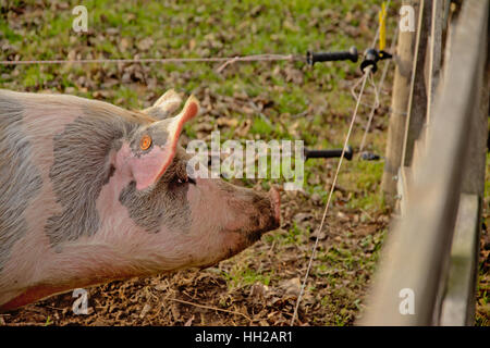 Testa di un maiale rosa in un prato cintato su di una azienda agricola biologica Foto Stock