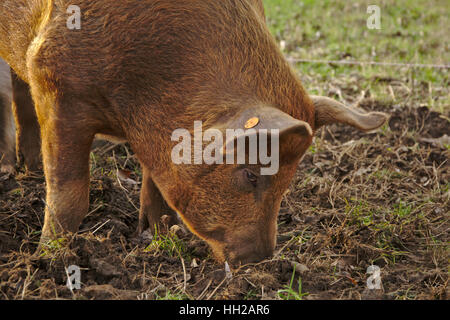 Maiale marrone radicamento nel suolo, alla ricerca di cibo su di una azienda agricola biologica (Sus scrofa domesticus) Foto Stock