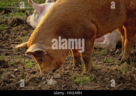 Maiale marrone foraggio per i prodotti alimentari su di una azienda agricola biologica (Sus scrofa domesticus) Foto Stock