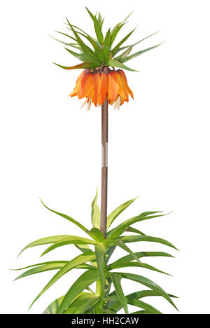 Fritillaria imperialis rubra nome comune crown imperial isolato su bianco Foto Stock