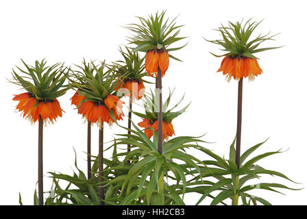 Fritillaria imperialis Rubra nome comune Crown Imperial isolato su bianco Foto Stock