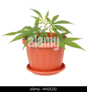 La canapa (cannabis) in un vaso di fiori su sfondo bianco Foto Stock