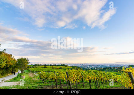 Wien, Vienna: guardare dalla montagna Nußberg sui vigneti sulla città, 00., Wien, Austria Foto Stock