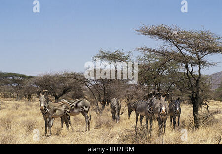Di Grevy zebra, Equus grevyi, allevamento a Samburu Park, Kenya Foto Stock