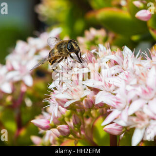 Honeybee seduto su un impianto di giada Foto Stock