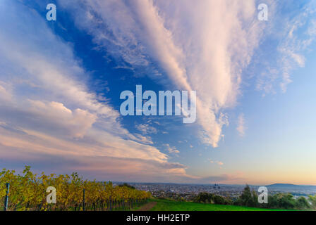 Wien, Vienna: guardare dalla montagna Nußberg sui vigneti sulla città, 00., Wien, Austria Foto Stock