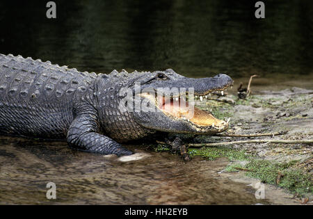 American Alligator alligator mississipiensis, adulti con bocca Aperta la regolazione della temperatura corporea Foto Stock