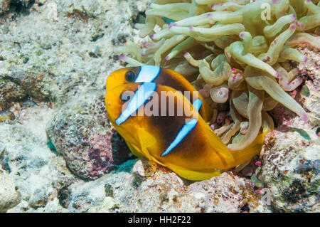 Mar Rosso [anemonefish Amphiprion bicinctus] La deposizione delle uova. Egitto, Mar Rosso. Foto Stock