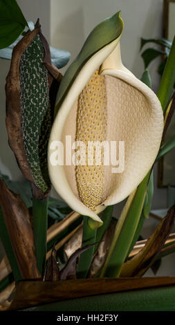 Fiore di caseificio o pane messicano impianto. (Monstera deliciosa). (Araceae). Foto Stock