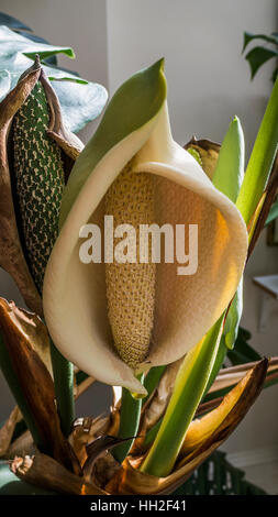 Fiore di caseificio o pane messicano impianto. (Monstera deliciosa). (Araceae). Foto Stock