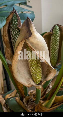 Fiore di caseificio o pane messicano impianto. (Monstera deliciosa). (Araceae). Foto Stock