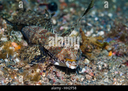 [Dragonet Synchiropus sp.] Lembeh strait, Nord Sulawesi, Indonesia. Foto Stock
