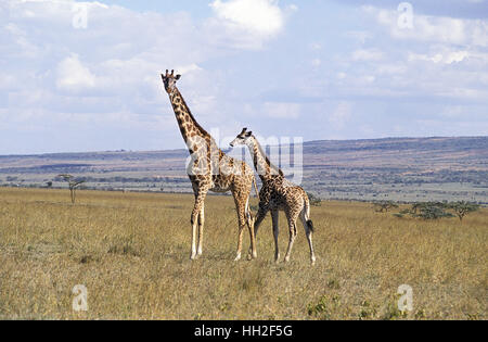 Masai Giraffe, giraffa camelopardalis tippelskirchi, madre e del polpaccio, Masai Mara Park in Kenya Foto Stock
