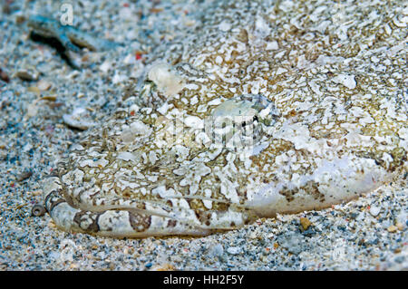 Beaufort's Pesce coccodrillo [Cymbacephalus beauforti]. Tasik Ria, Indonesia. Foto Stock