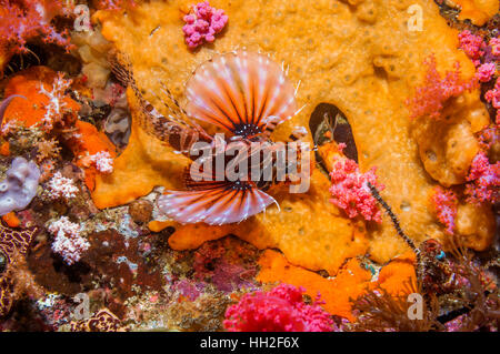 Zebra leone [Dendrochirus zebra] caccia. Cebu, Malapascua Island, Filippine. Foto Stock