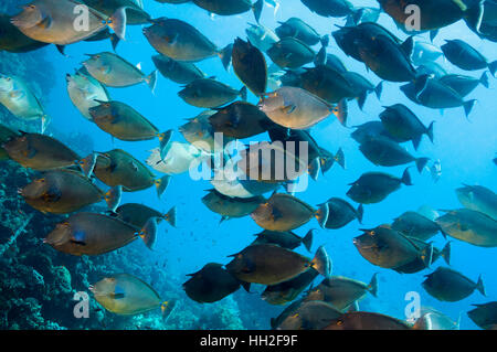 Bluespine surgeonfish [Naso unicornis] scuola. Egitto, Mar Rosso. Foto Stock