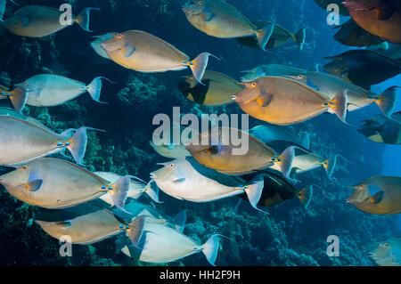 Bluespine surgeonfish [Naso unicornis] scuola. Egitto, Mar Rosso. Foto Stock