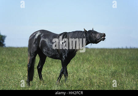 Cavallo lusitano, stallone in Flehmen Foto Stock
