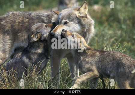 Lupo europeo, Canis lupus, Madre e Cub Foto Stock