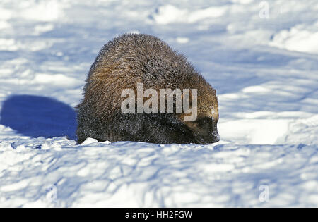 North American Wolverine, gulo gulo luscus, Adulti permanente sulla neve, Canada Foto Stock