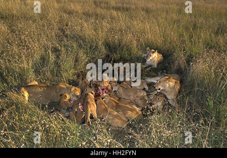 Leone africano, panthera leo, famiglia con un kill, una zebra, il Masai Mara Park in Kenya Foto Stock