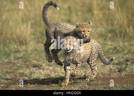 Cheetah, Acinonyx jubatus, Cub giocando, Masai Mara Park in Kenya Foto Stock