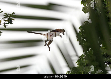 Truppe ugandesi Red Colobus (Procolobus tephrosceles) catturati nell'aria. Palude di bigodi, Uganda Foto Stock