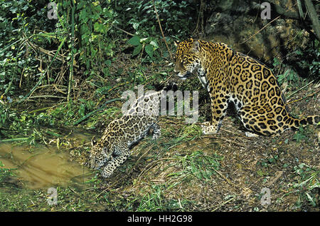 Jaguar, Panthera onca, Madre e Cub Foto Stock