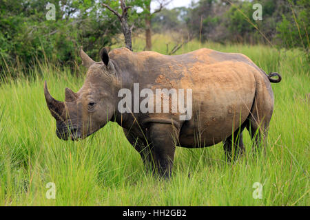 White Rhino (Ceratotherium simum). Rhino Trekking in Ziwa santuario di Rhino, Uganda Foto Stock