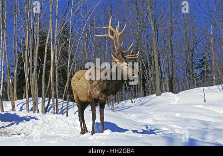 Rocky Mountain elk o Rocky Mountain Wapiti, cervus canadensis nelsoni, feste di addio al celibato permanente sulla neve, parco di Yellowstone nel Wyoming Foto Stock