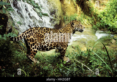 Jaguar, Panthera onca, adulti in piedi vicino al foro per l'acqua Foto Stock