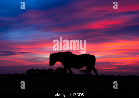 New Forest pony profilarsi nel vento nella parte anteriore del tramonto. Cavallo selvaggio di fronte all imponente cielo a Kings Cross in un parco nazionale Foto Stock