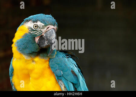 Bella Parrot girando la testa per guardare a voi Foto Stock