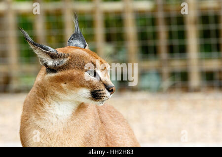 Rooikat caracal gatto selvatico in piedi e fissando in una distanza. Foto Stock