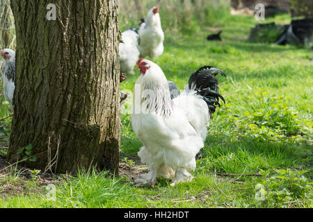 Free range Brahma polli, galline e galli, alla ricerca di cibo in un giardino vicino a un albero e erba Foto Stock