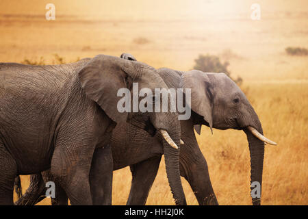 Coppia di elefanti camminare insieme nella savana Foto Stock