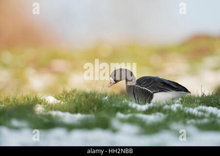 Bianco-fronteggiata Goose ( Anser albifrons ), inverno artico ospite, singolo uccello, di alimentazione su una coperta di neve prato, fauna selvatica, Germania. Foto Stock