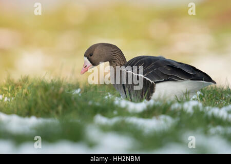 Bianco-fronteggiata Goose ( Anser albifrons ), inverno artico ospite, singolo uccello, di alimentazione su una coperta di neve prato, fauna selvatica, Germania. Foto Stock