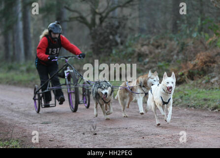 Husky racing a Sherwood Pines Forest Nottinghamshire Foto Stock