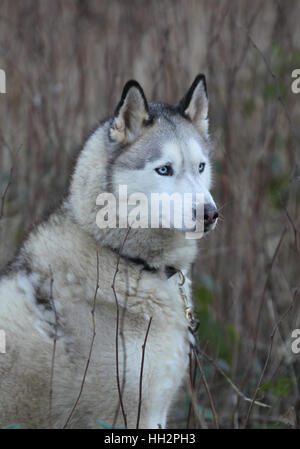 Un husky attendere per una gara a Sherwood Pines Forest Nottinghamshire Foto Stock