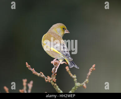 Verdone, Carduelis chloris, su un bocciolo laden succursale in inverno Foto Stock