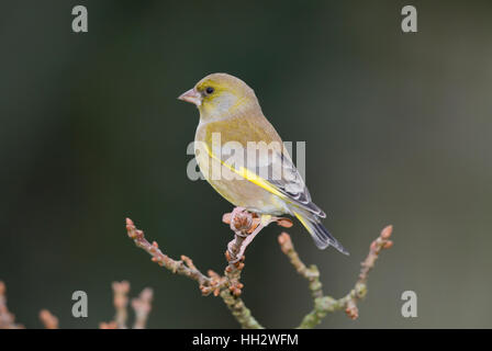 Verdone, Carduelis chloris, su un bocciolo laden succursale in inverno Foto Stock